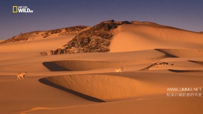 国家地理消失的王者纳米布沙漠狮vanishingkingsdesertlionsofnamib