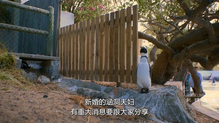 《企鹅小镇 Penguin Town 2021》全8集