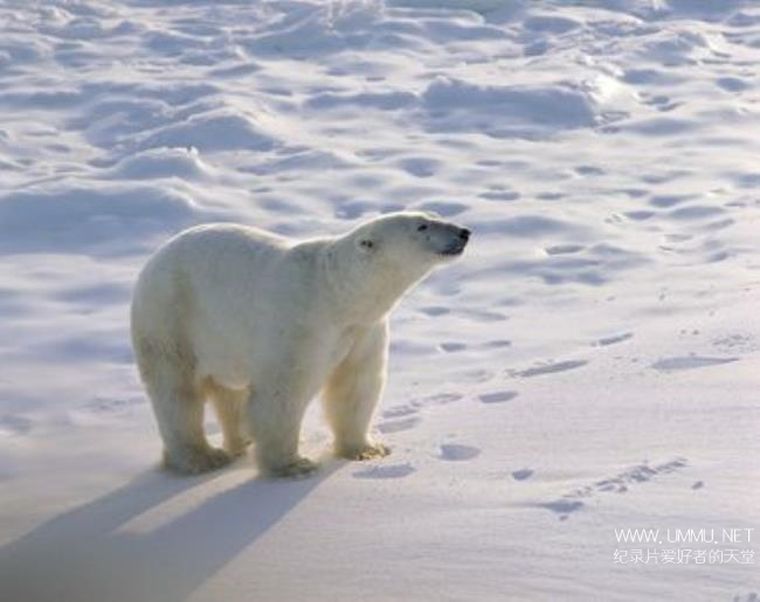 野性北极 Wildest Arctic